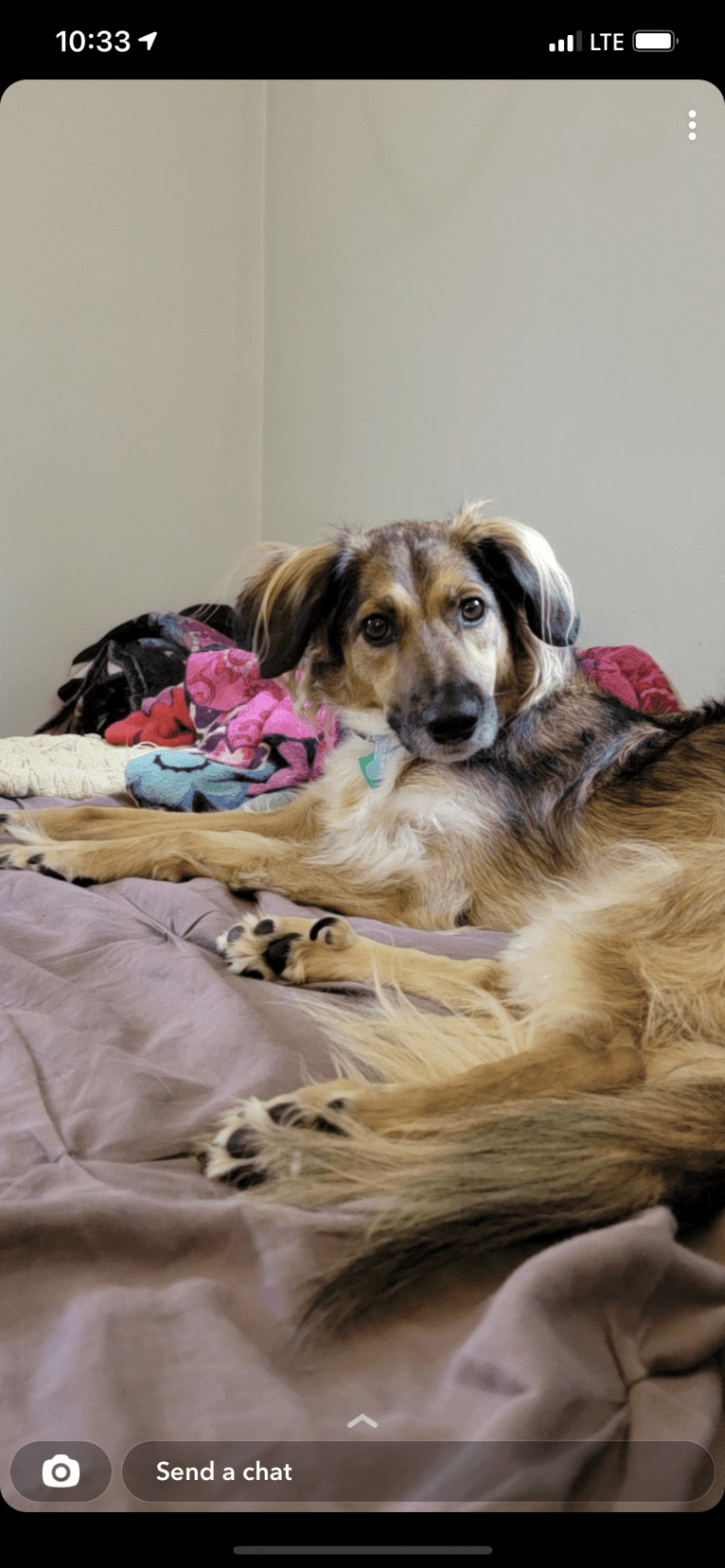 Amber, an European Village Dog tested with EmbarkVet.com