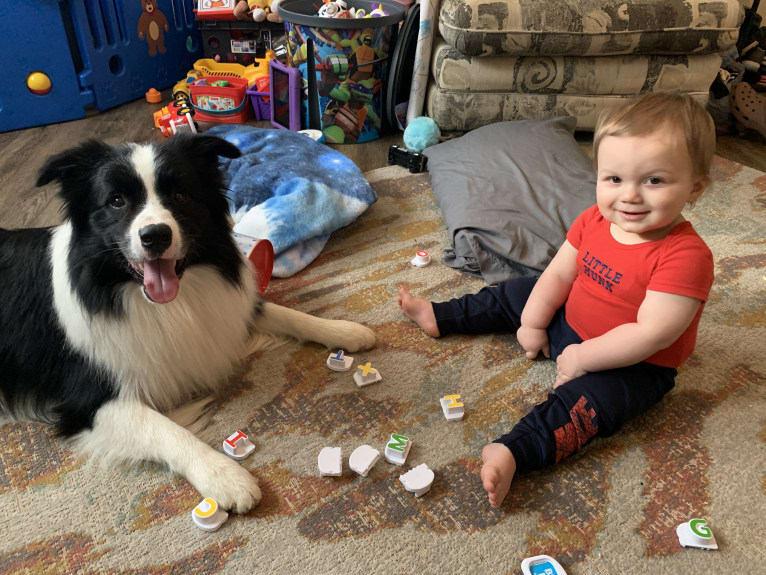 Bohdi, a Border Collie tested with EmbarkVet.com