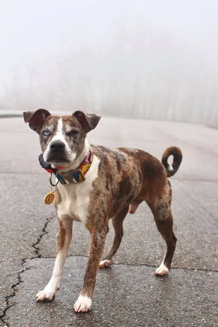 Hammer, a Boston Terrier and Australian Cattle Dog mix tested with EmbarkVet.com