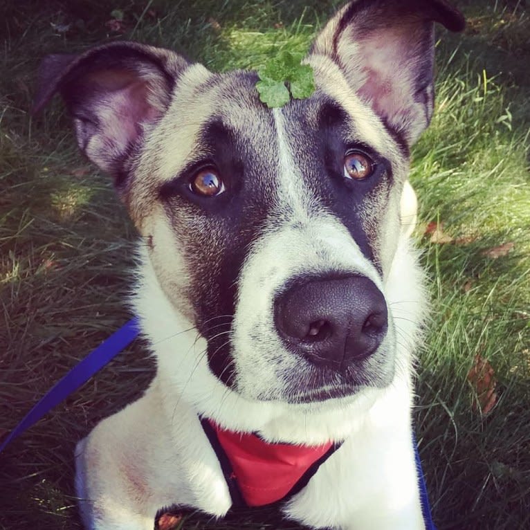 Bonham, a German Shepherd Dog and Great Pyrenees mix tested with EmbarkVet.com