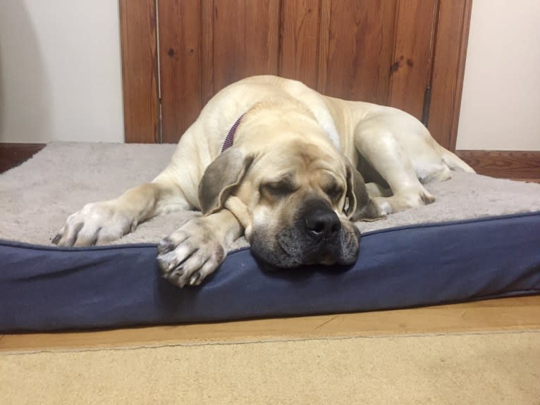 Luna, a Mastiff tested with EmbarkVet.com