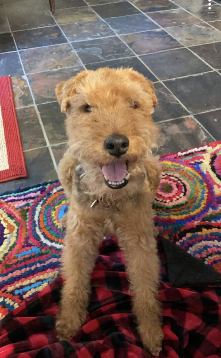 Harrison, a Welsh Terrier tested with EmbarkVet.com