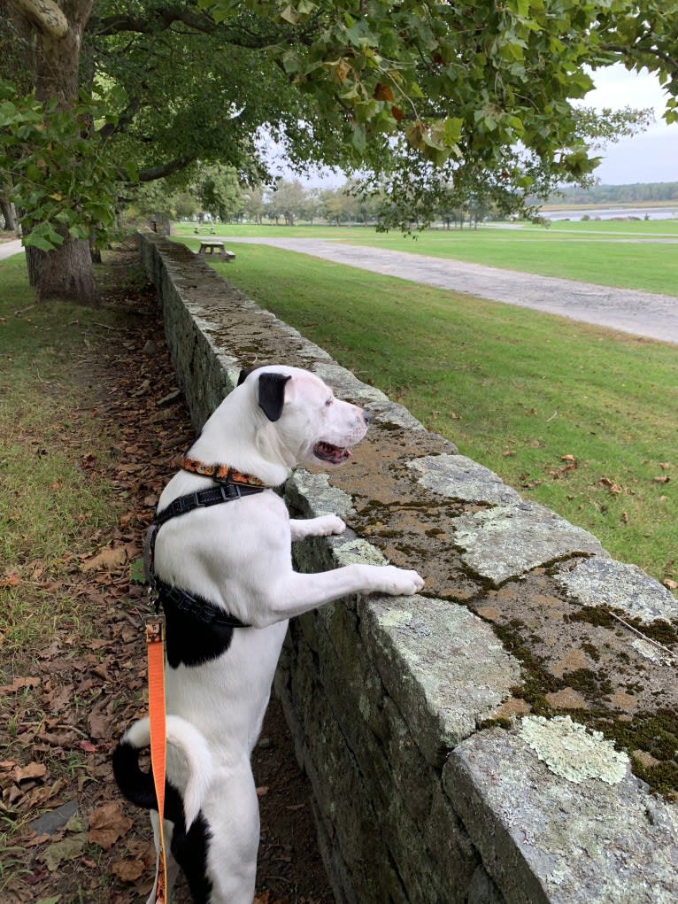 Kai, an American Pit Bull Terrier and American Staffordshire Terrier mix tested with EmbarkVet.com