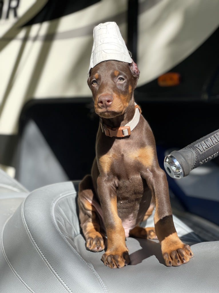 Maverick, a Doberman Pinscher tested with EmbarkVet.com