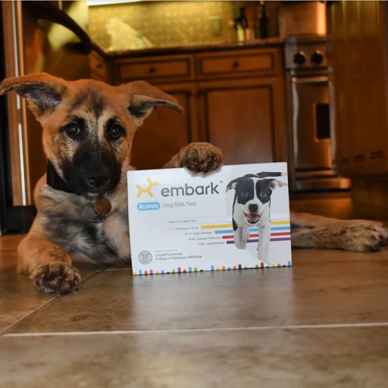 Smokey, a German Shepherd Dog and Siberian Husky mix tested with EmbarkVet.com