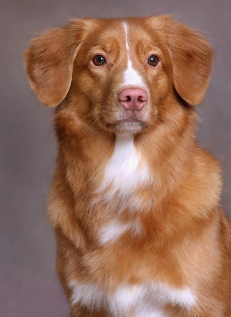 Poppy, a Nova Scotia Duck Tolling Retriever tested with EmbarkVet.com