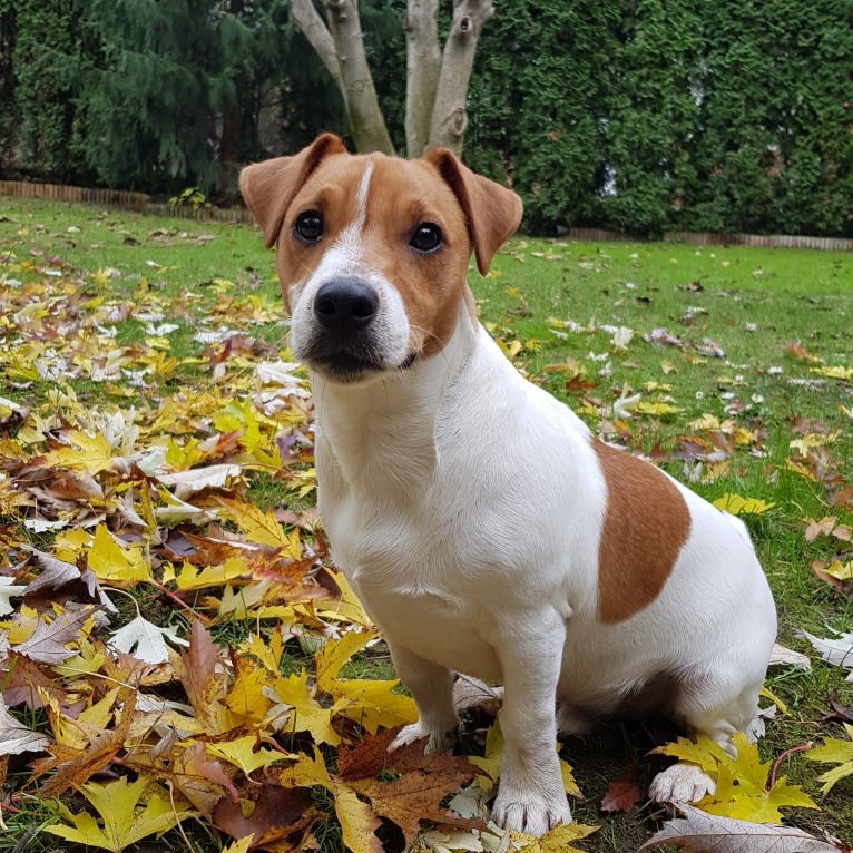 Skippy, a Russell-type Terrier and Smooth Fox Terrier mix tested with EmbarkVet.com