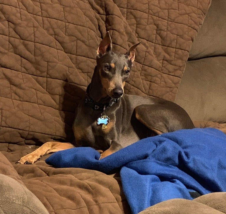 Amara, a German Pinscher tested with EmbarkVet.com