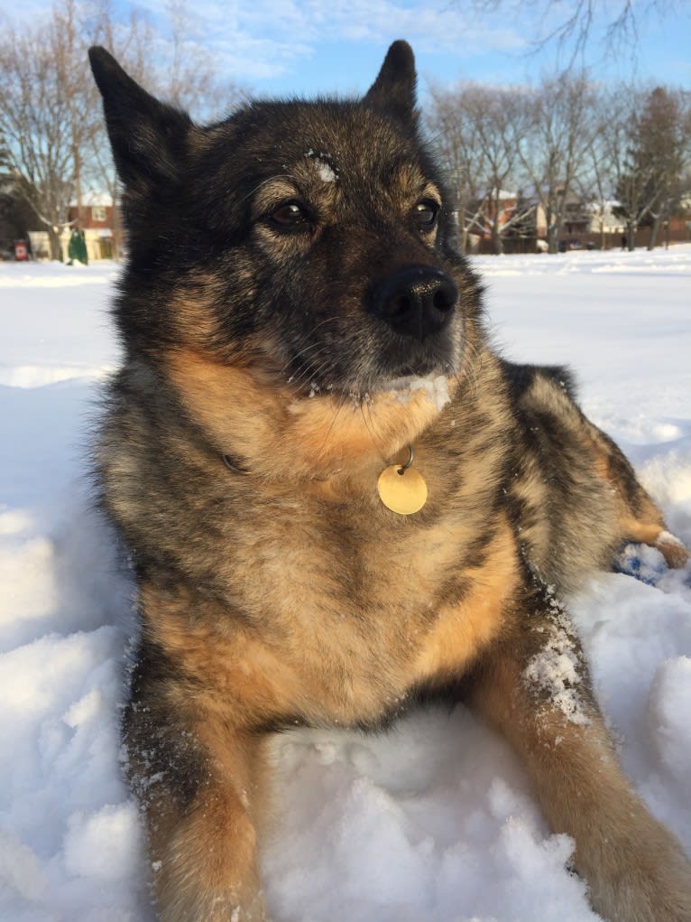 Cora, an Australian Cattle Dog and Keeshond mix tested with EmbarkVet.com