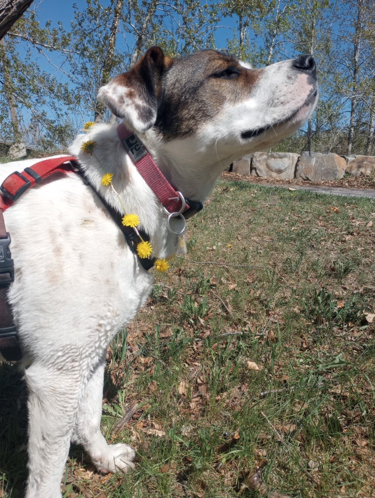 Stella, an American Pit Bull Terrier and German Shepherd Dog mix tested with EmbarkVet.com