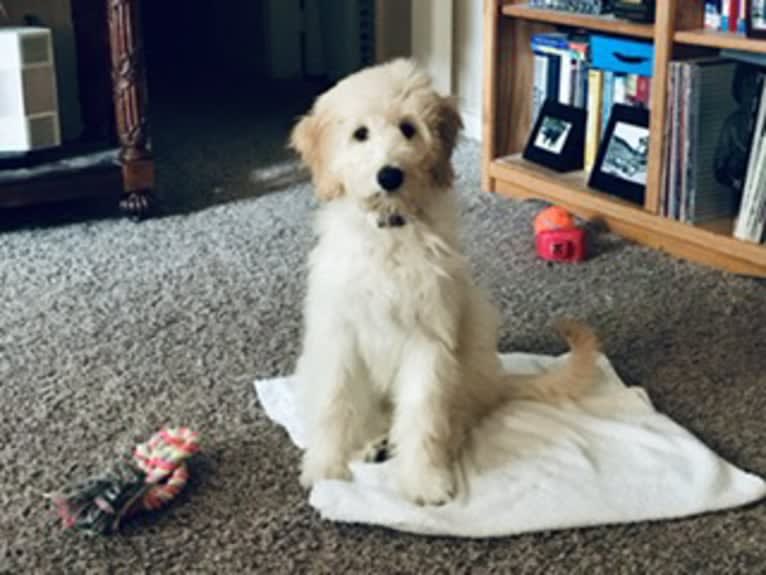 Chloe Grace, a Goldendoodle tested with EmbarkVet.com