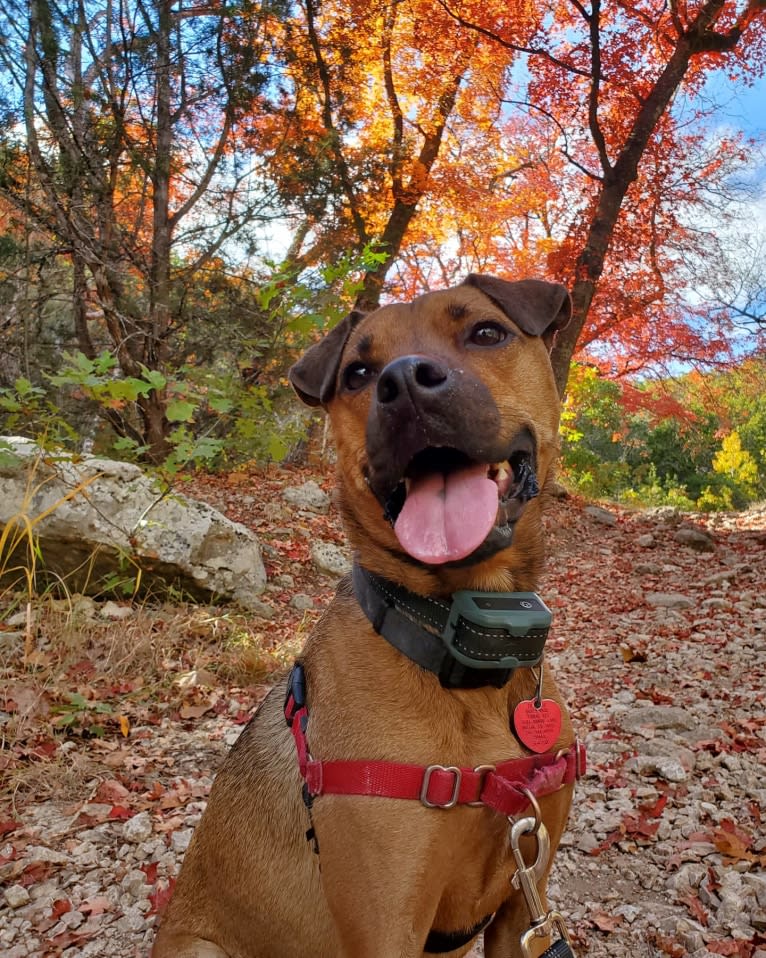 Walter, a Boxer and American Pit Bull Terrier mix tested with EmbarkVet.com
