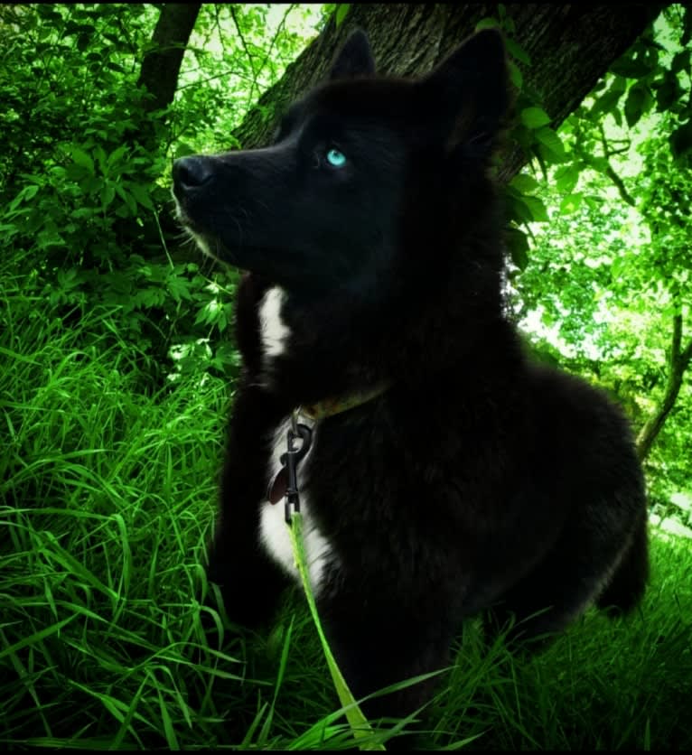 Shyla, a Siberian Husky tested with EmbarkVet.com