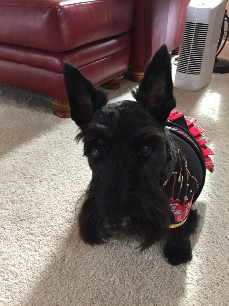 Stormy Weather, a Scottish Terrier tested with EmbarkVet.com