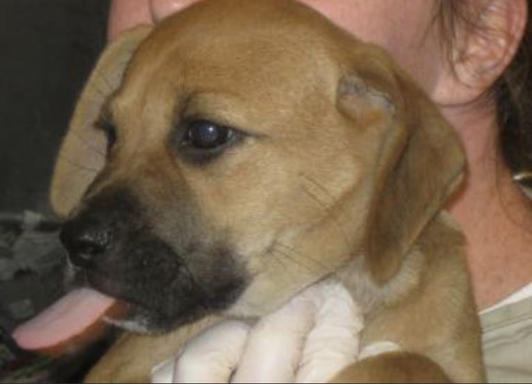 Harley, a Beagle and American Pit Bull Terrier mix tested with EmbarkVet.com