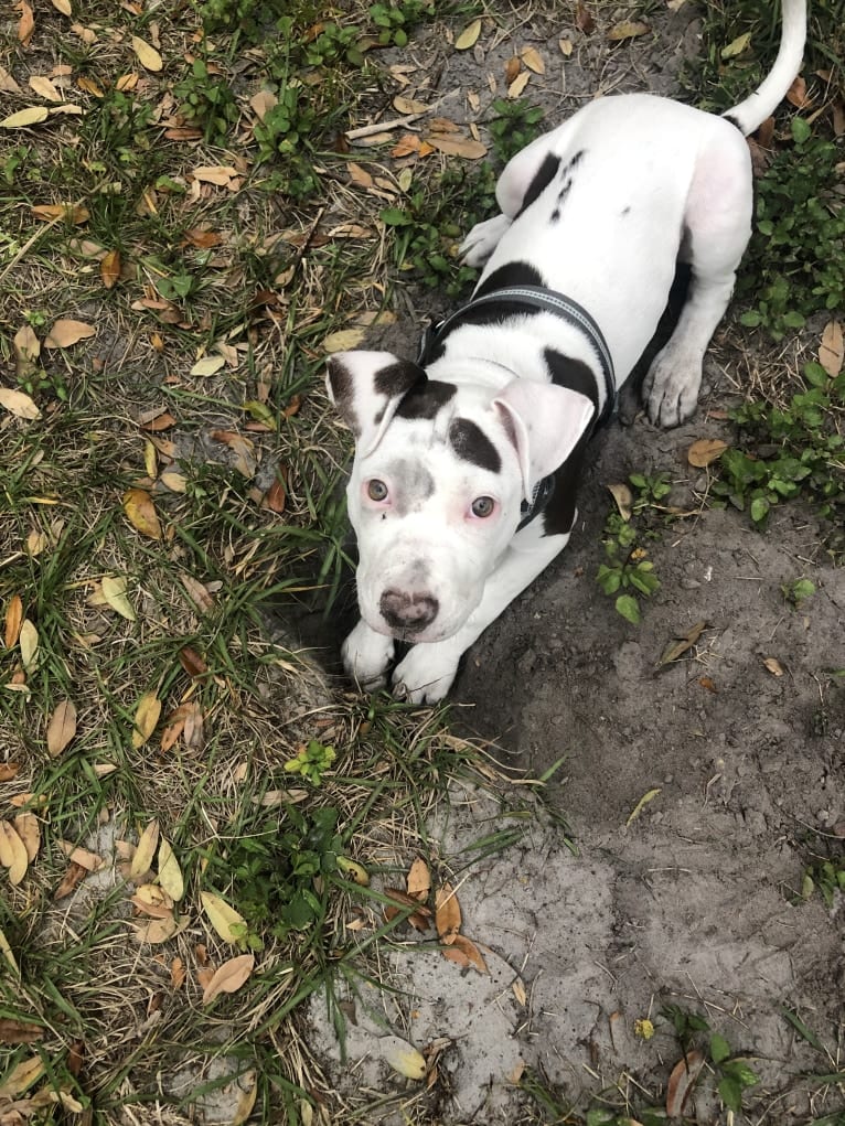 Gambit, an American Pit Bull Terrier and American Staffordshire Terrier mix tested with EmbarkVet.com