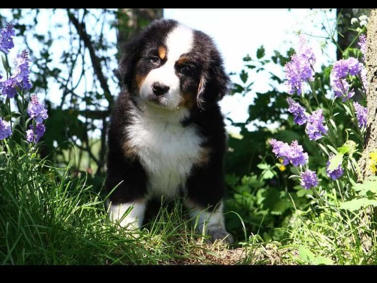 Lexi, a Bernese Mountain Dog tested with EmbarkVet.com