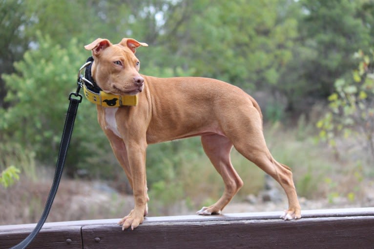 Revy, an American Pit Bull Terrier tested with EmbarkVet.com