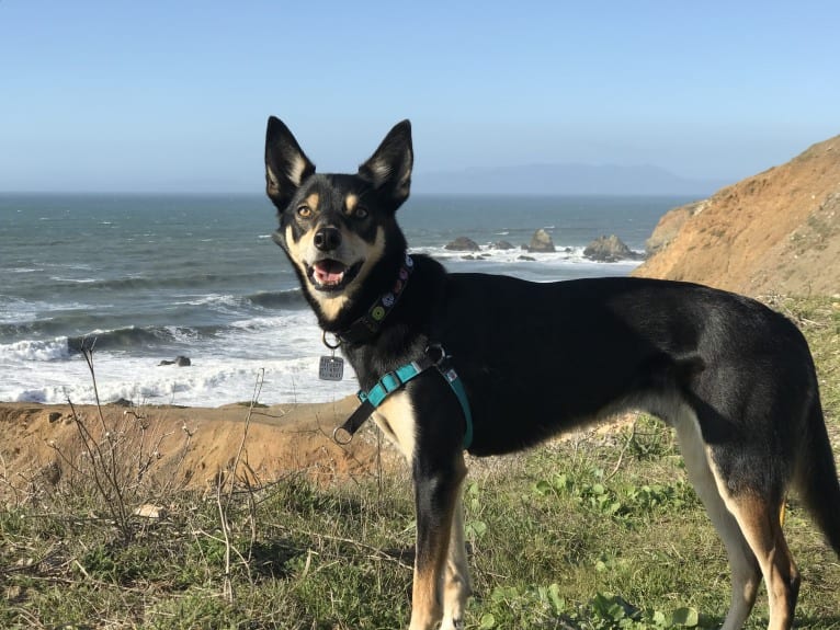 Sonny, an Australian Kelpie tested with EmbarkVet.com