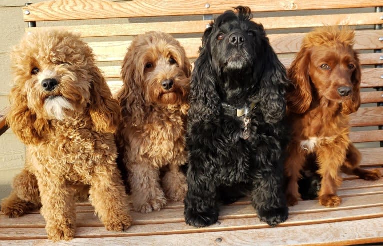 Chloe, a Poodle (Small) and Cocker Spaniel mix tested with EmbarkVet.com