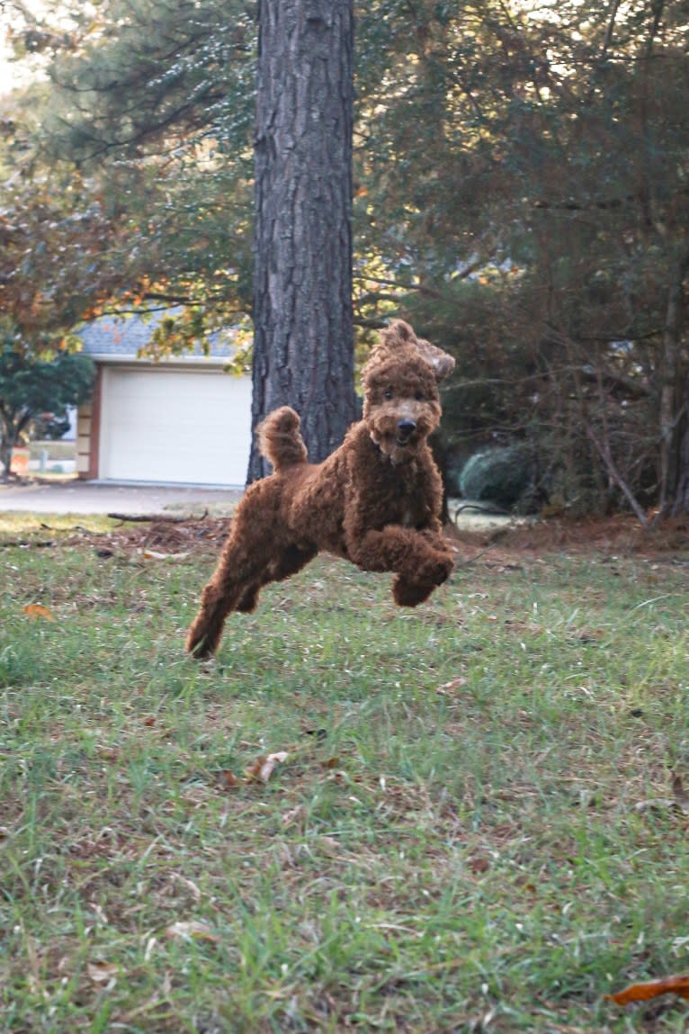 Rowdy, a Poodle (Standard) tested with EmbarkVet.com