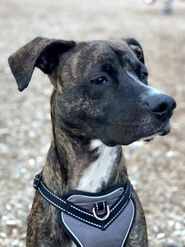 Dax, an American Pit Bull Terrier and Boxer mix tested with EmbarkVet.com