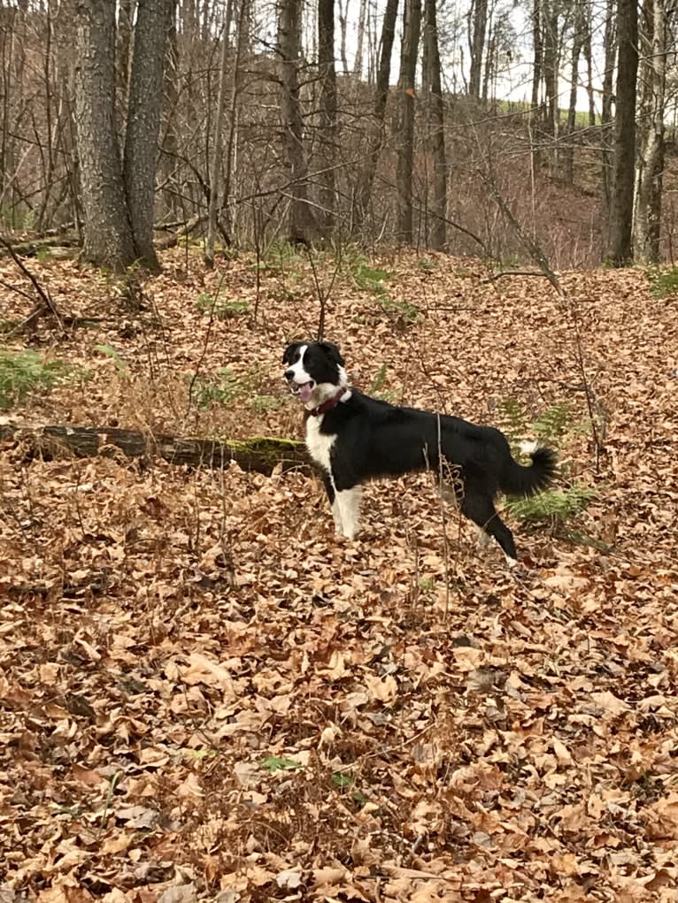 Phénix, a Border Collie and Boxer mix tested with EmbarkVet.com