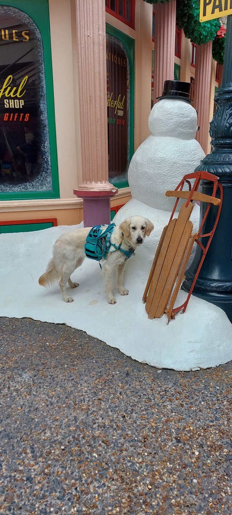 NordicWoof's Alaskan Winter, a Golden Retriever tested with EmbarkVet.com