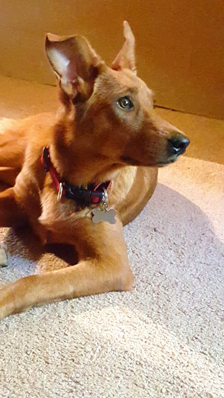 Brownie, an Australian Shepherd and Border Collie mix tested with EmbarkVet.com