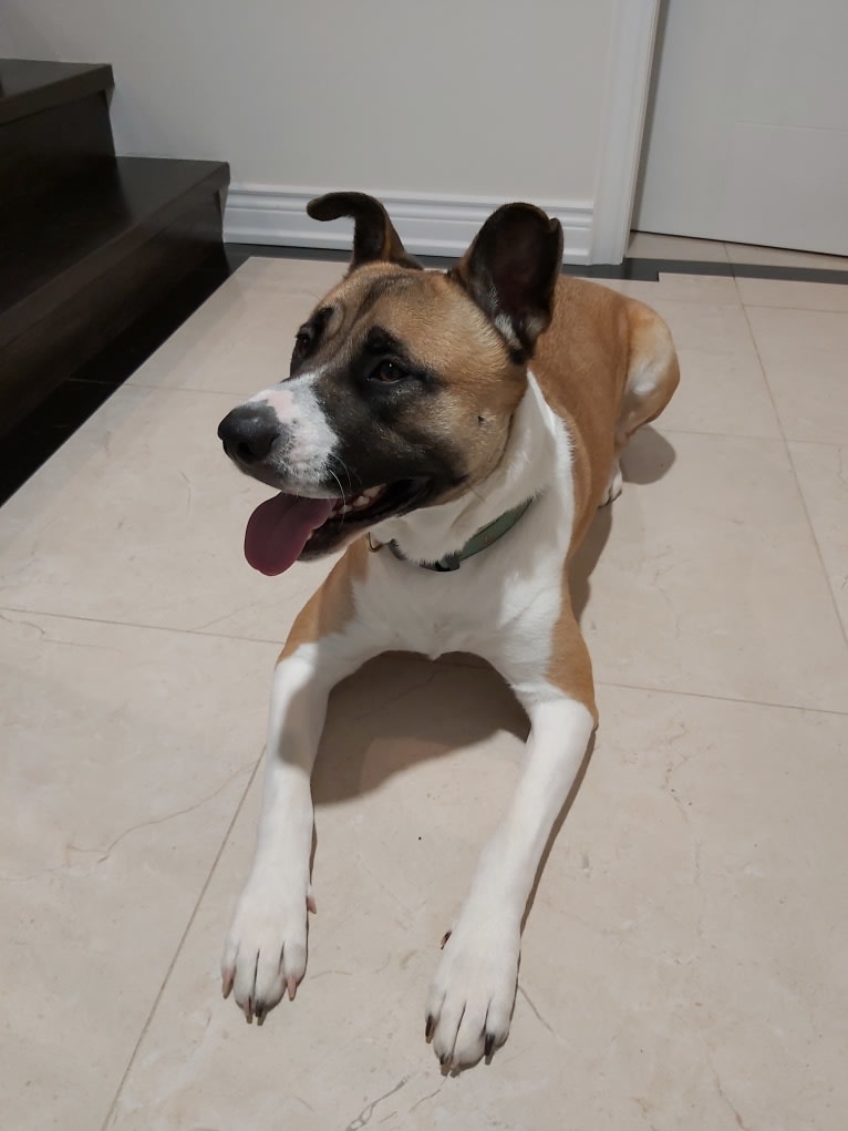 Winston Park, an Akita and American Pit Bull Terrier mix tested with EmbarkVet.com