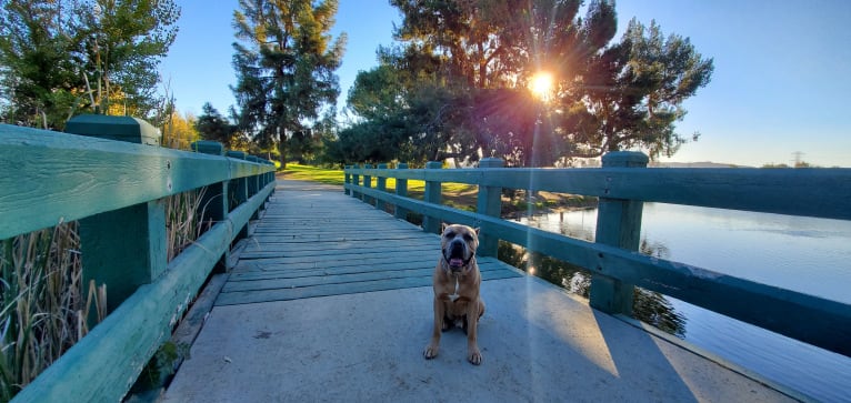 Dredd, a Cane Corso tested with EmbarkVet.com