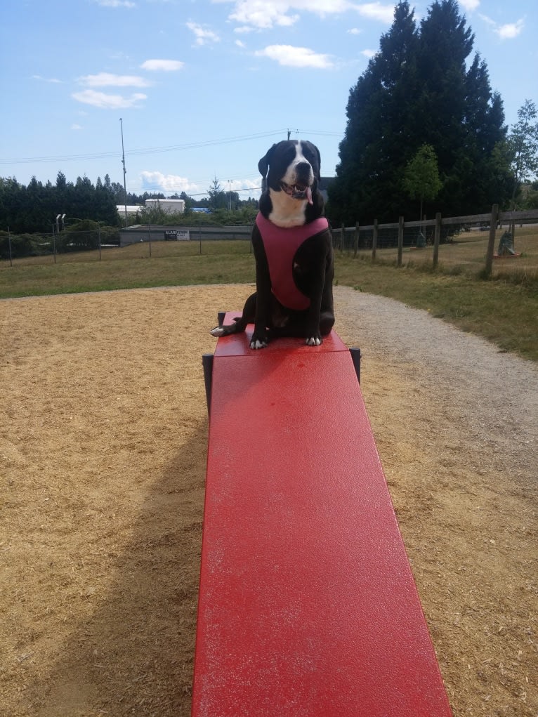 Kona, an American Bully and Bernese Mountain Dog mix tested with EmbarkVet.com