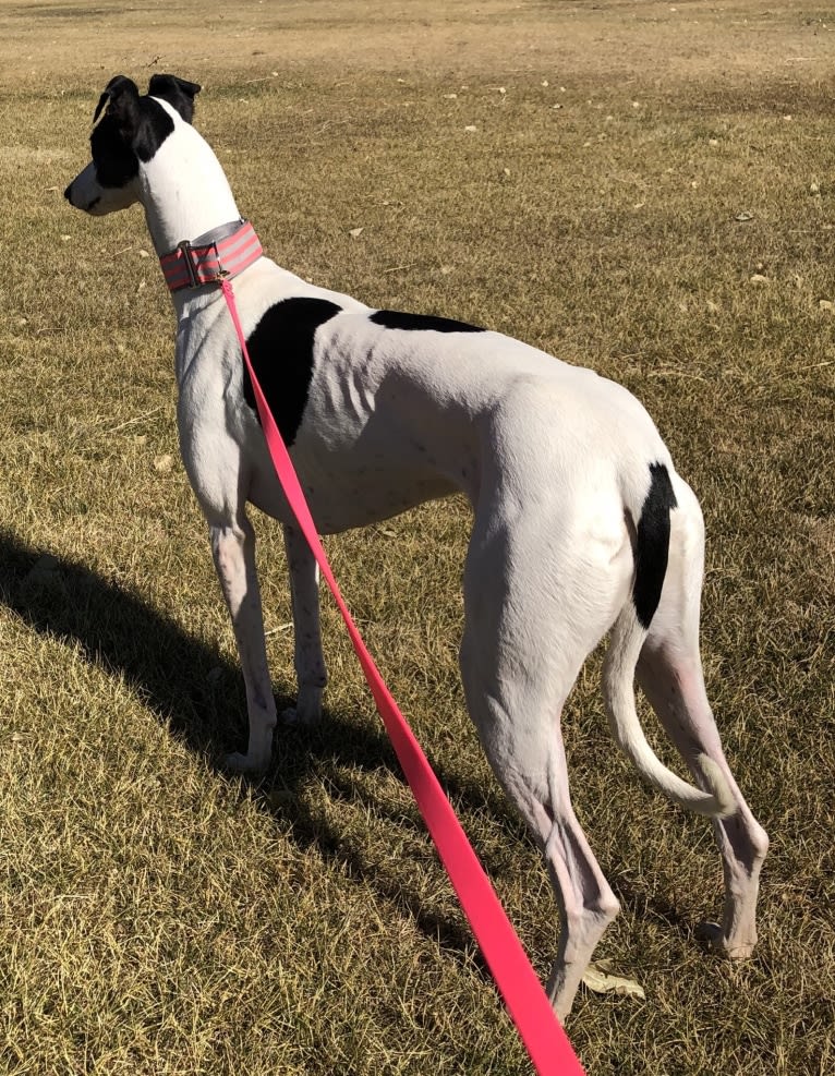 Caddy, a Greyhound tested with EmbarkVet.com