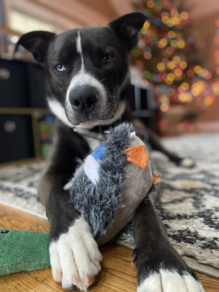 Bear, an American Pit Bull Terrier and Siberian Husky mix tested with EmbarkVet.com