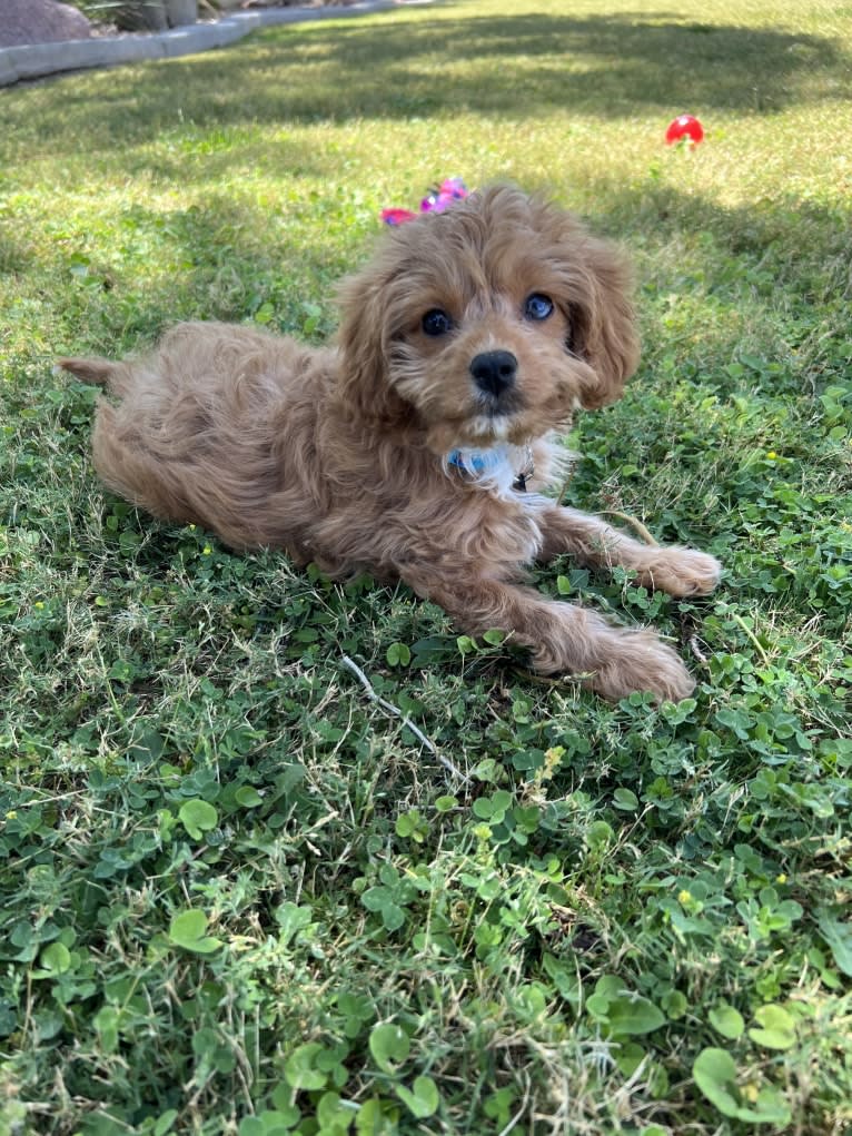 Maple Ginger, a Cavalier King Charles Spaniel and Poodle (Small) mix tested with EmbarkVet.com