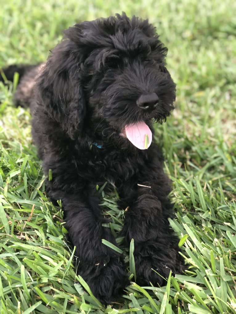 Leopold, a Newfypoo tested with EmbarkVet.com