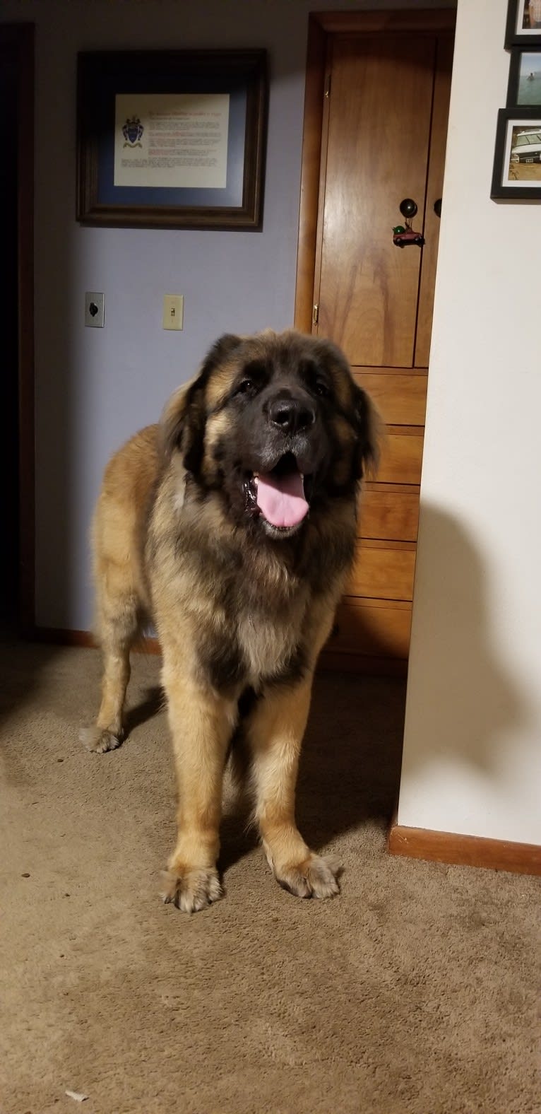 Odin, a Leonberger tested with EmbarkVet.com