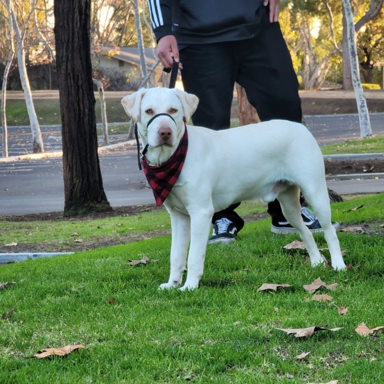 Denver, a Labrador Retriever and Chow Chow mix tested with EmbarkVet.com