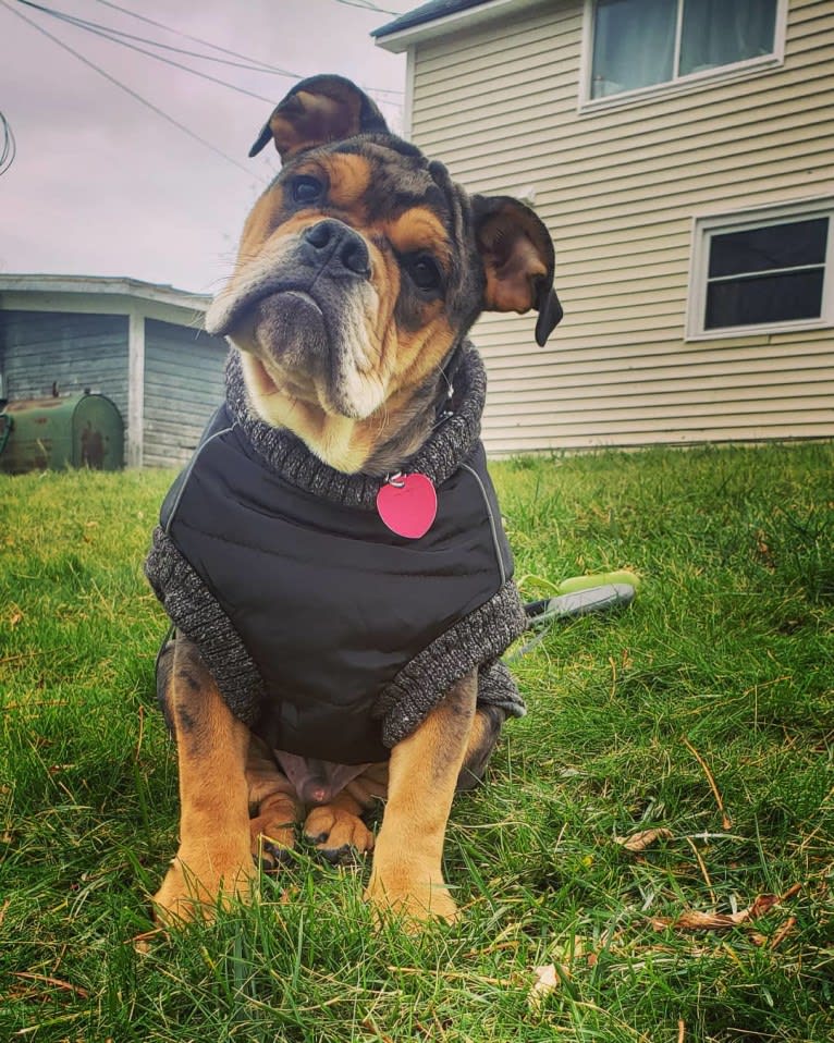 Vinny, an Olde English Bulldogge tested with EmbarkVet.com