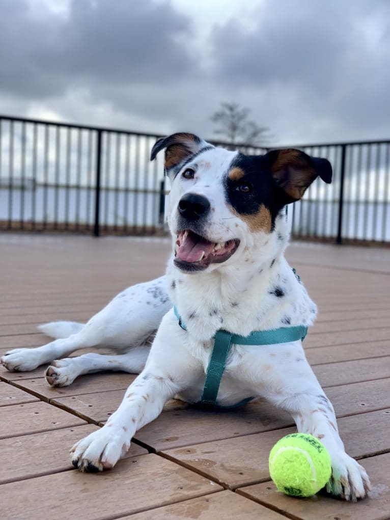 Rita, an Australian Cattle Dog and Rottweiler mix tested with EmbarkVet.com