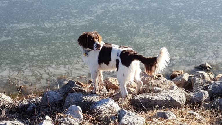 Luuk, a Drentsche Patrijshond tested with EmbarkVet.com