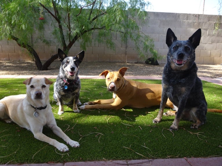 Doc, a Chihuahua and American Pit Bull Terrier mix tested with EmbarkVet.com