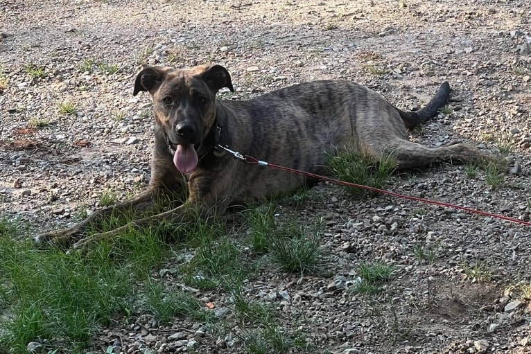 Roscoe, a German Shepherd Dog and Boxer mix tested with EmbarkVet.com