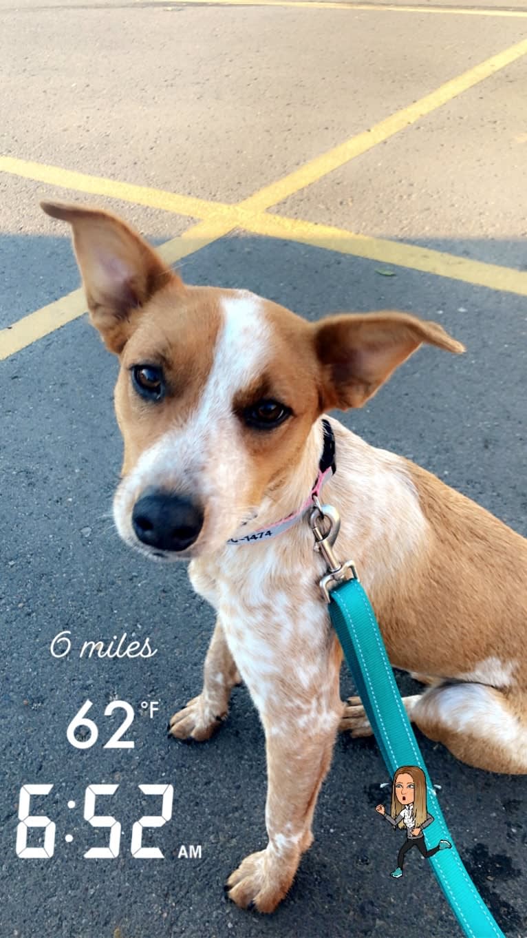 Gabby, an Australian Cattle Dog and American Pit Bull Terrier mix tested with EmbarkVet.com