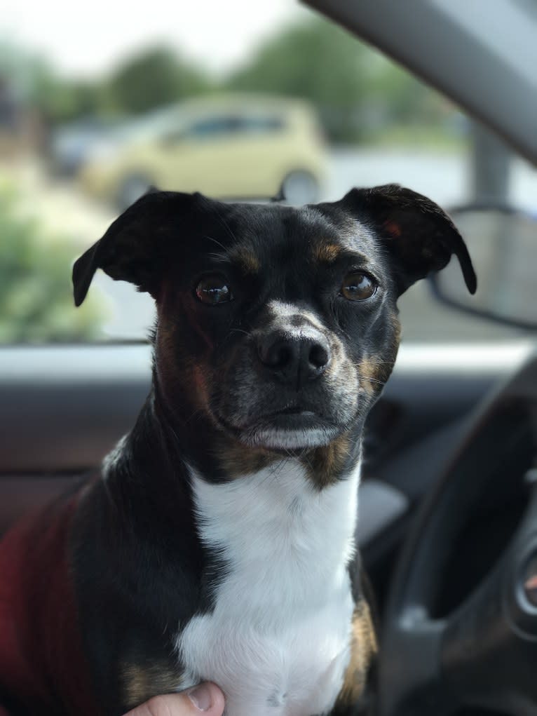 Jax, a Rat Terrier and Boston Terrier mix tested with EmbarkVet.com