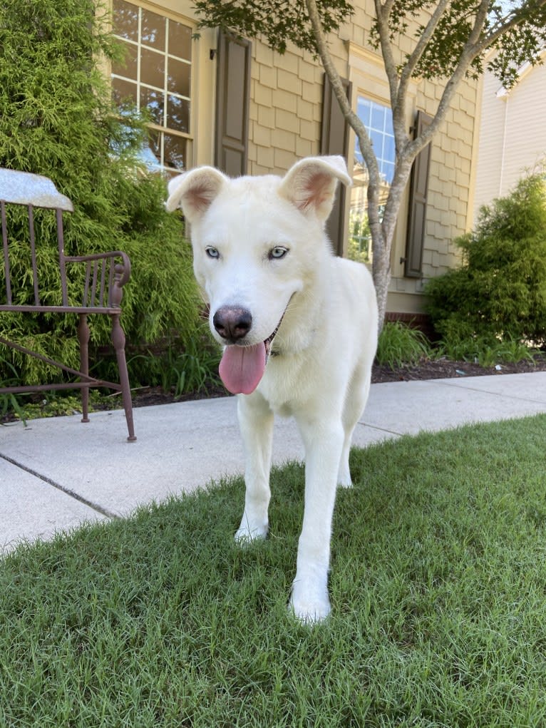 Dash, a Gerberian Shepsky (12.7% unresolved) tested with EmbarkVet.com