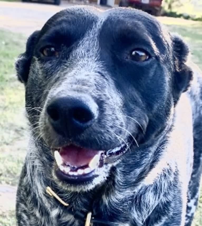 Sophie, an Australian Cattle Dog and Dachshund mix tested with EmbarkVet.com