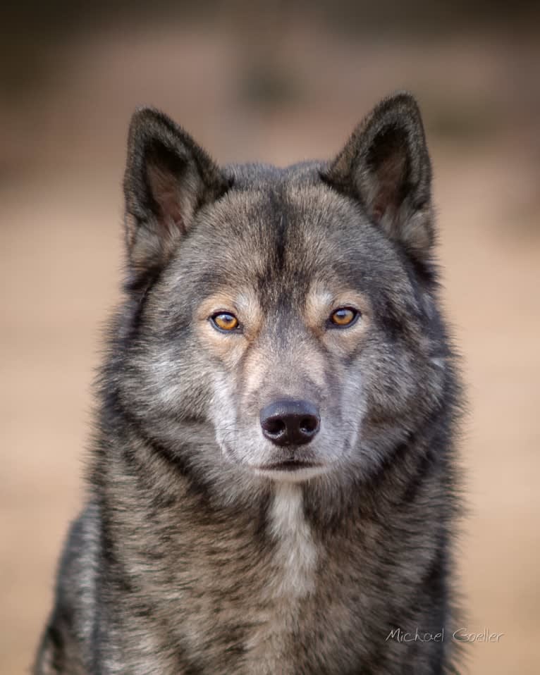 Ninja, a Siberian Husky tested with EmbarkVet.com