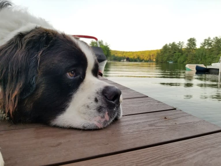 Waffles, a Saint Bernard tested with EmbarkVet.com