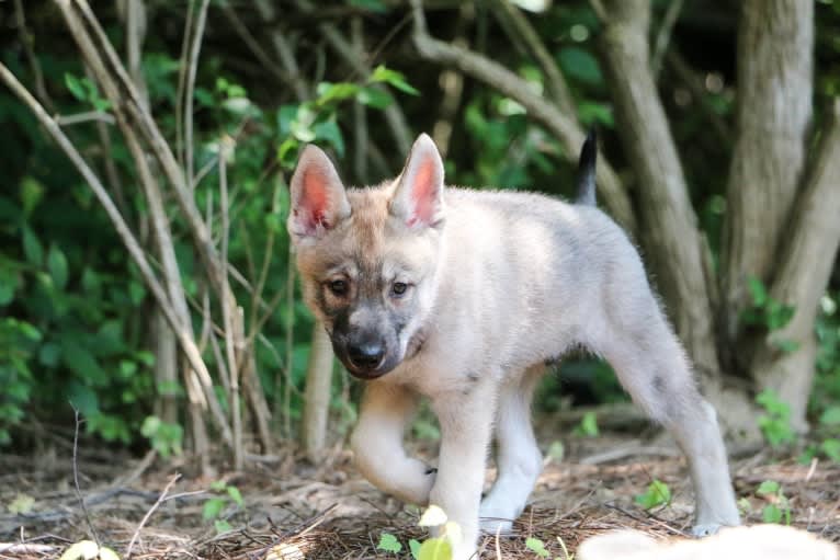 Forrest, a Siberian Husky and German Shepherd Dog mix tested with EmbarkVet.com
